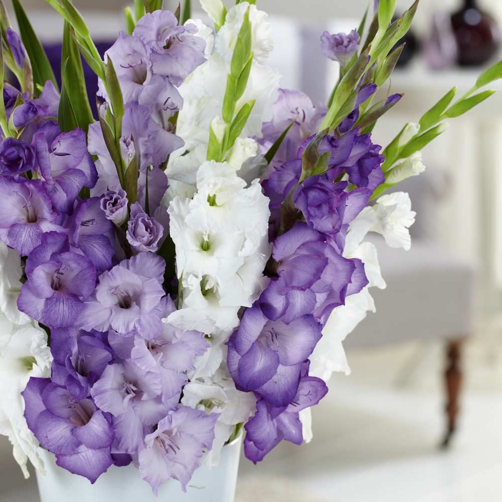 Blue Moon Gladiolus Mix+Free Special Fertilizer Flower SET Of 4 Bulbs By LIVE GREEN