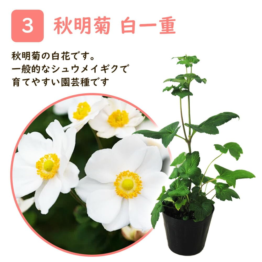 Amazon.co.jp: シュウメイギク 秋明菊 12cmポット 苗 【白一重
