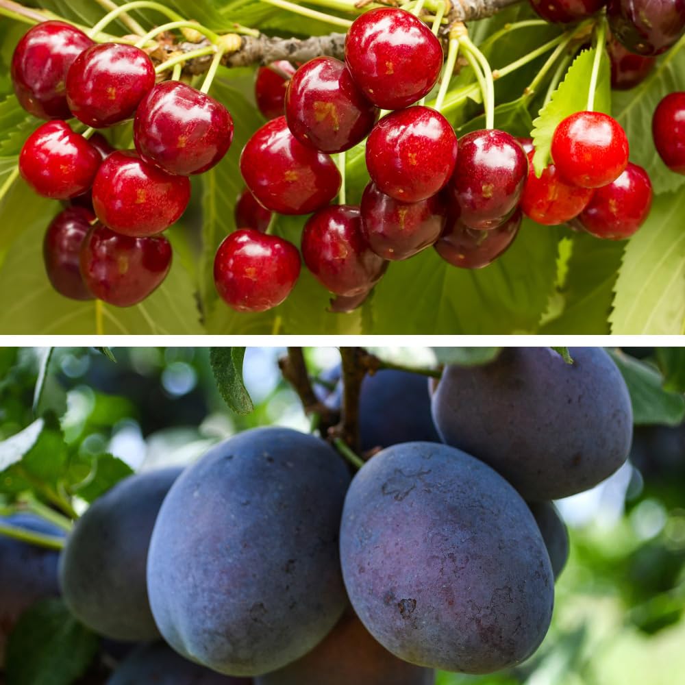 Cherry & Plum Duo - Mini Fruit Trees - Hardy Tree - Easy to Grow Your Own - Delicious & Juicy Flavours - Ideal for Patio Containers Display - 2X 9cm Potted Plants by Thompson and Morgan