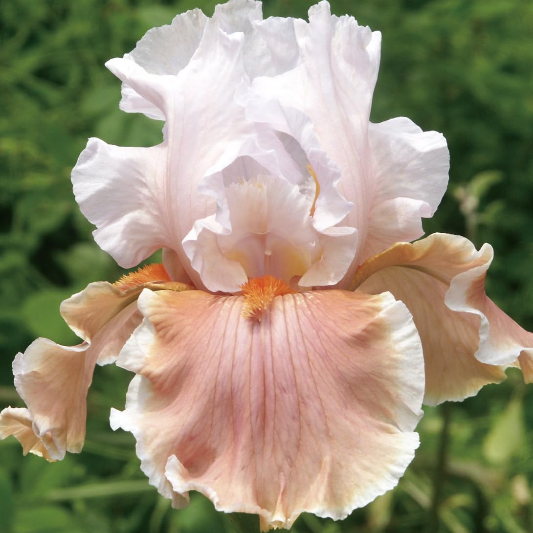 ジャーマンアイリス苗 【公式通販】