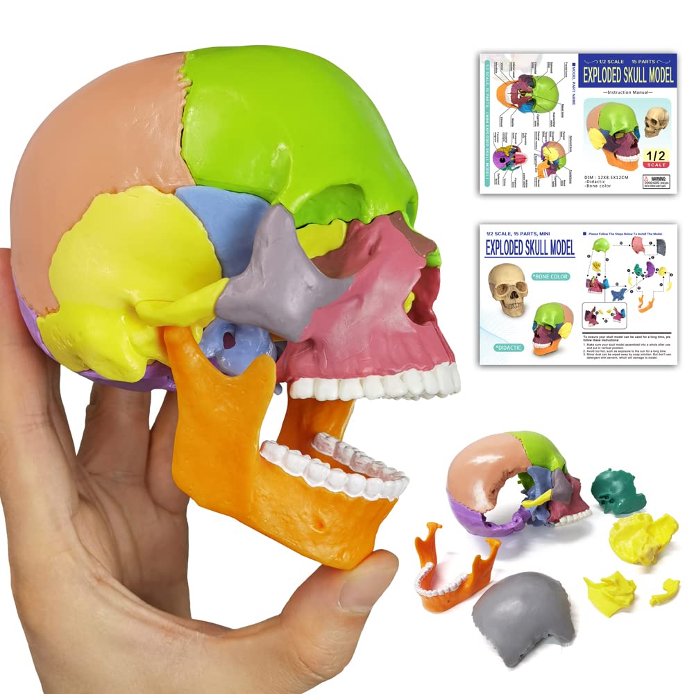 HADWYN Anatomy Skull Model 15-Parts Puzzle Mini Colorful Medical