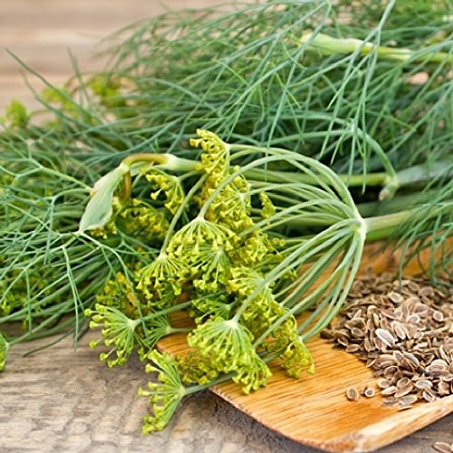 "Mammoth Long Island" Dill Seeds For Planting, 1500+ Seeds Per Packet, (Isla's Garden Seeds), Non Gmo & Heirloom Seeds, Botanical Name: Anethum Graveolens, Great Herb Garden Gift #TOP1
