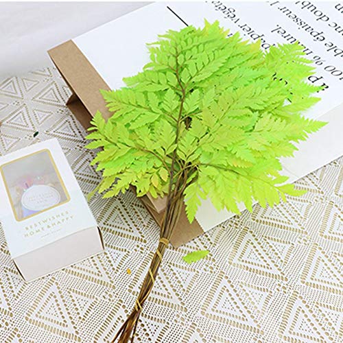 MinLia 10PCS Artificial Boston Fern Bush Plant,Pretty Fiddlehead Ferns,Dry Natural Fresh Preserved Plant,Eternal Dried Arachniodes Leaves(White)