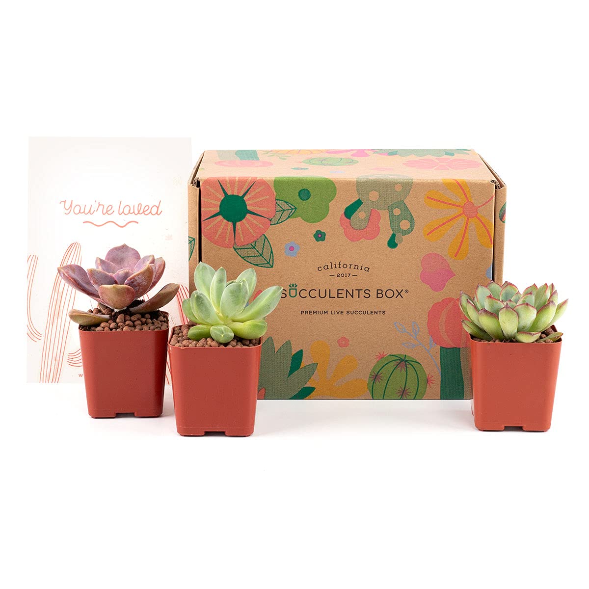 SUCCULENTS BOXSucculent Subscription Boxes - 3 Succulents/Month - Unique Gift Ideas for Any Occcasion, Indoor Succulent Pots Gifts with Care Guide
