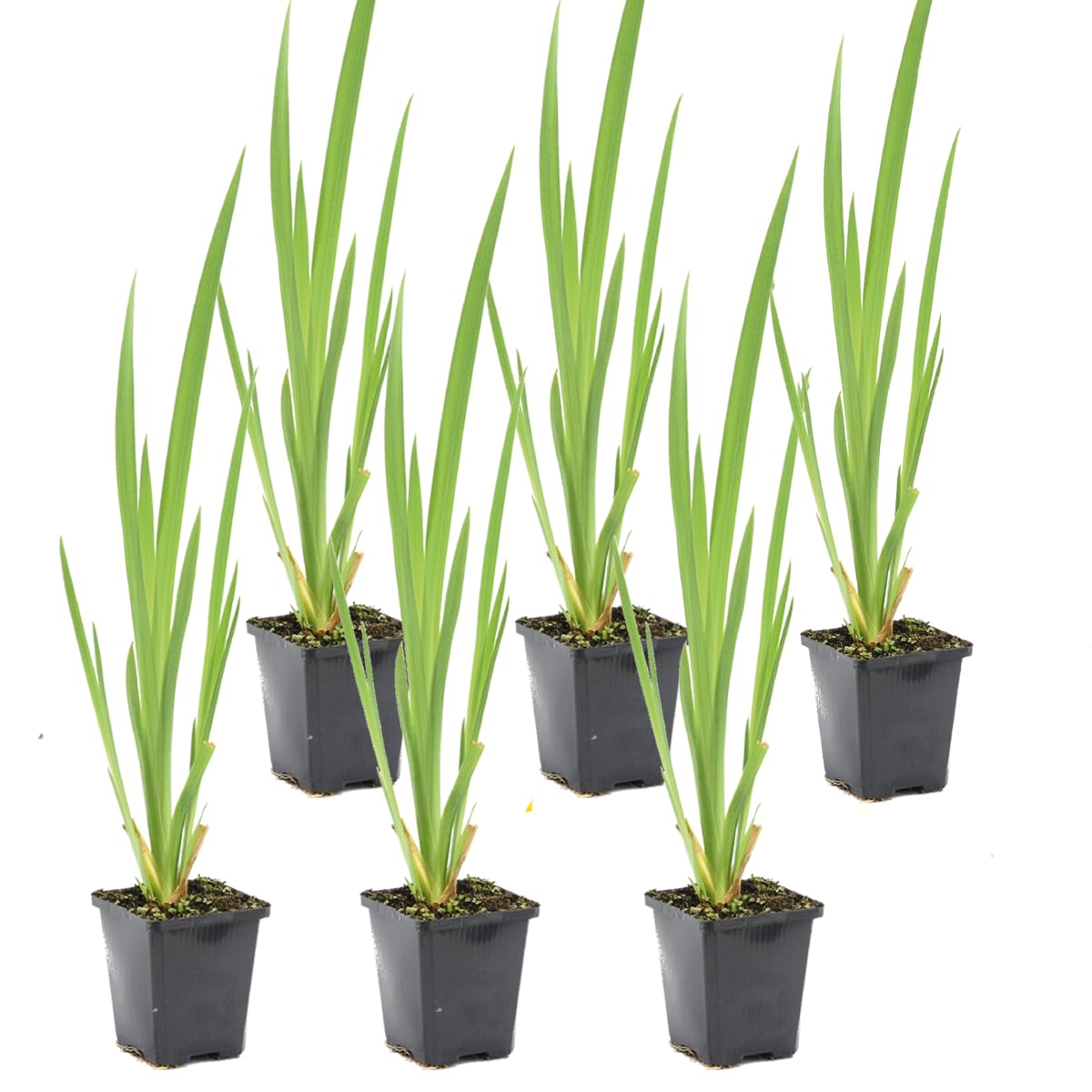 Bloomique - 6er Set - Iris Pseudacorus - Heimische Sumpf-Schwertlilie - Teichpflanzen Winterhart - Wasserpflanzen - Zone 1-2 - Höhe 15-25 cm - Topf 9 cm