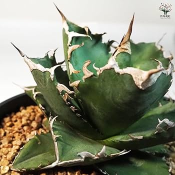 Amazon｜ITANSE アガベ 白鯨 6号 1個売り【品種で選べる