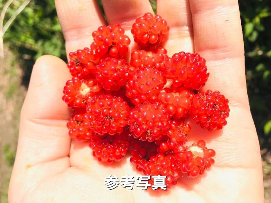 山野草　キイチゴ　木苺　ハスノハイチゴ　奈良県産 ハスノハイチゴ（蓮の葉苺） - 山野草を育てる