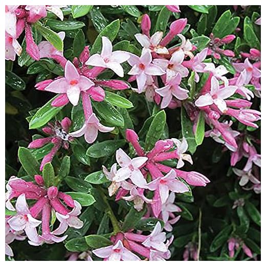 Daphne transatlantica 'Pink Fragrance', Pink Flowers, Scented, Hardy Shrub, Semi-Evergreen, 1 x 13cm Potted Plant