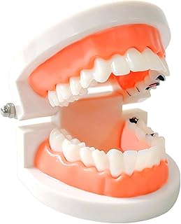 Dental Caries Teaching Model 1:1 Adult Life Size - Non-Removable Teeth Model for Education - Ideal for Demonstrations and Learning Dental Structures for Students Patients Professionals