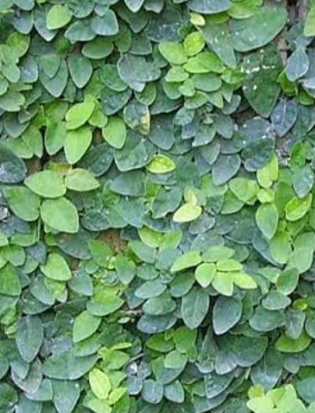 Baisakhi Nursery Plant Ficus Pumila plant creeping Fig (Chipkali Bell) Live plant Tree Hybrid Original Varaity tree pack of 1 with grow bag (B0D6YZ7DLM) Amazon Price History, Amazon Price Tracker