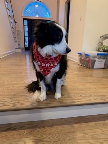 Got another Pet Bandana from Butterblu