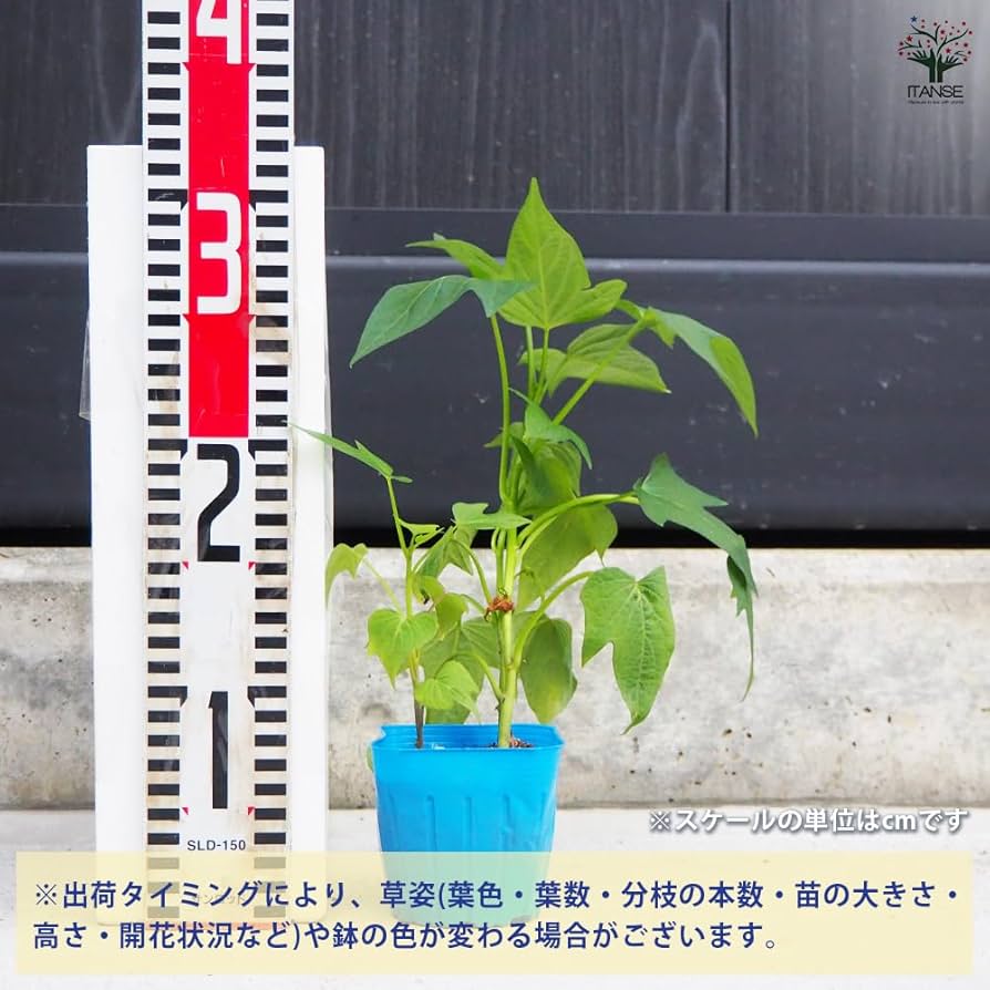 ふくむらさき芋苗300本セール Amazon.co.jp: ITANSE さつまいもの苗 ふくむらさき 3号 2