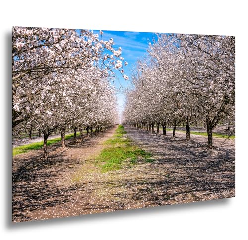 DBR Photos Almond Blossom Orchard Print, Spring Tree Tunnel Wall