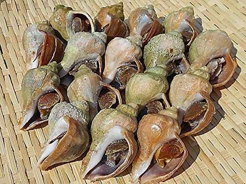 Amazon 青つぶ 殻付き 11 14個 1kg 北海道産 磯ツブ ボイル冷凍 出荷元 北海道四季工房 北海道四季工房 貝類 通販