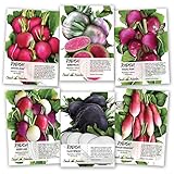 Seed Needs, Multicolor Radish Seed Packet Collection (6 Individual Packets) Non-GMO Seeds