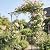 1. GO Steel Garden Arch, 6'9'' High x 4'11'' Wide, Garden Arbor for Various Climbing Plant, Outdoor Garden Lawn Backyard