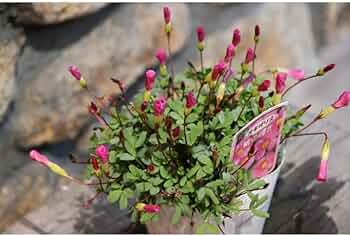 61DUuzH2cpL._AC_UF350,