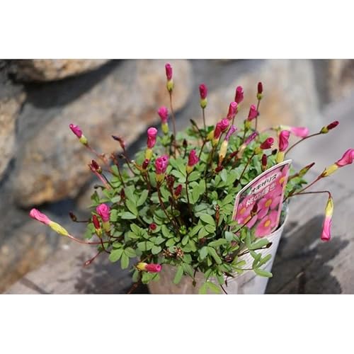 オキザリス 桃の輝き 3.5号ポット苗 3株セット 寄せ植え 花壇のサムネイル