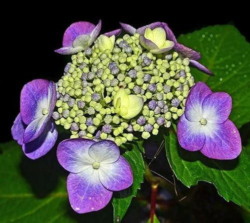 Miniatura 2 de Mezcla de hortensias 10+ semillas para plantar flores para interiores y exteriores