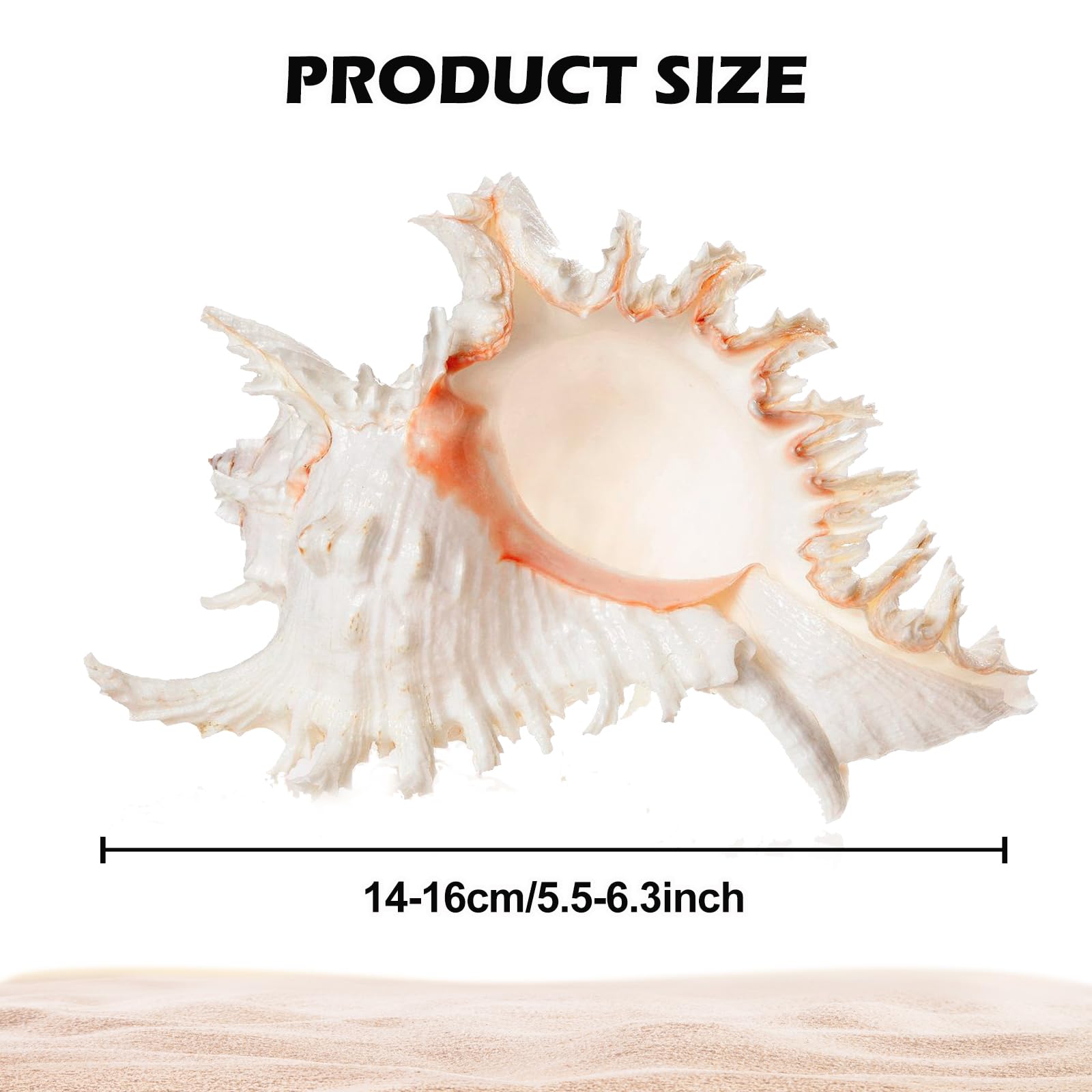 Conchiglie Naturali Grandi, Decorative per Oceano, Acquario, Matrimonio, Casa e Festa a Tema Spiaggia