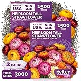 KVITER 3,000 Tall Mix Strawflower Seeds for Planting (Xerochrysum/Helichrysum Bracteatum), 2 Pack — Golden Everlasting Flower, Paper Daisy — Ideal Organic, Heirloom Cut Flower Seeds to Plant Outside