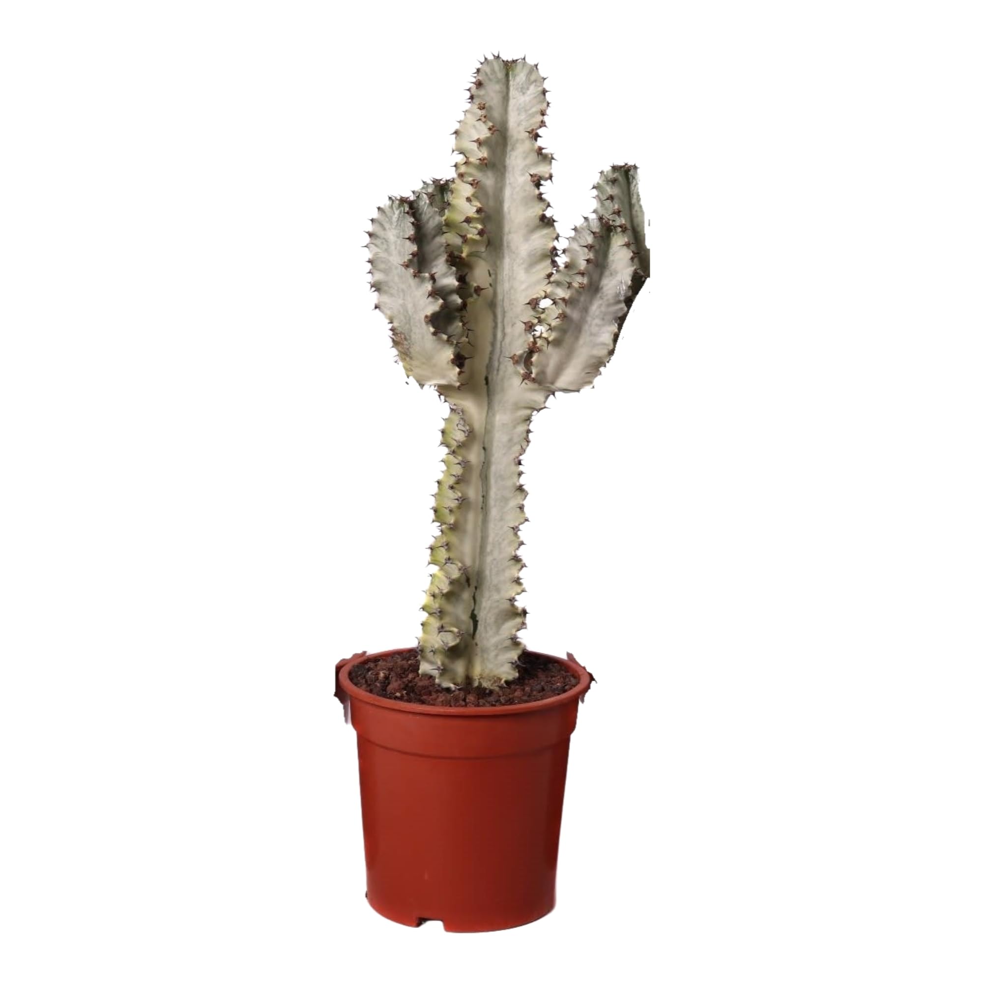 Kaktus - Weihnachtsstern (Euphorbia Ingens Marmorata) - Hhe: 85 cm - von  Botanicly : Amazon.de: Garten