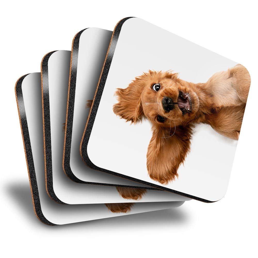 Destination Vinyl ltd Great Coasters (Set of 4) Square - English Cocker Spaniel Puppy Dog Drink Glossy Coasters/Tabletop Protection for Any Table Type #21501