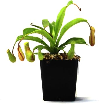 Nepenthes Alata Pitcher Plant
