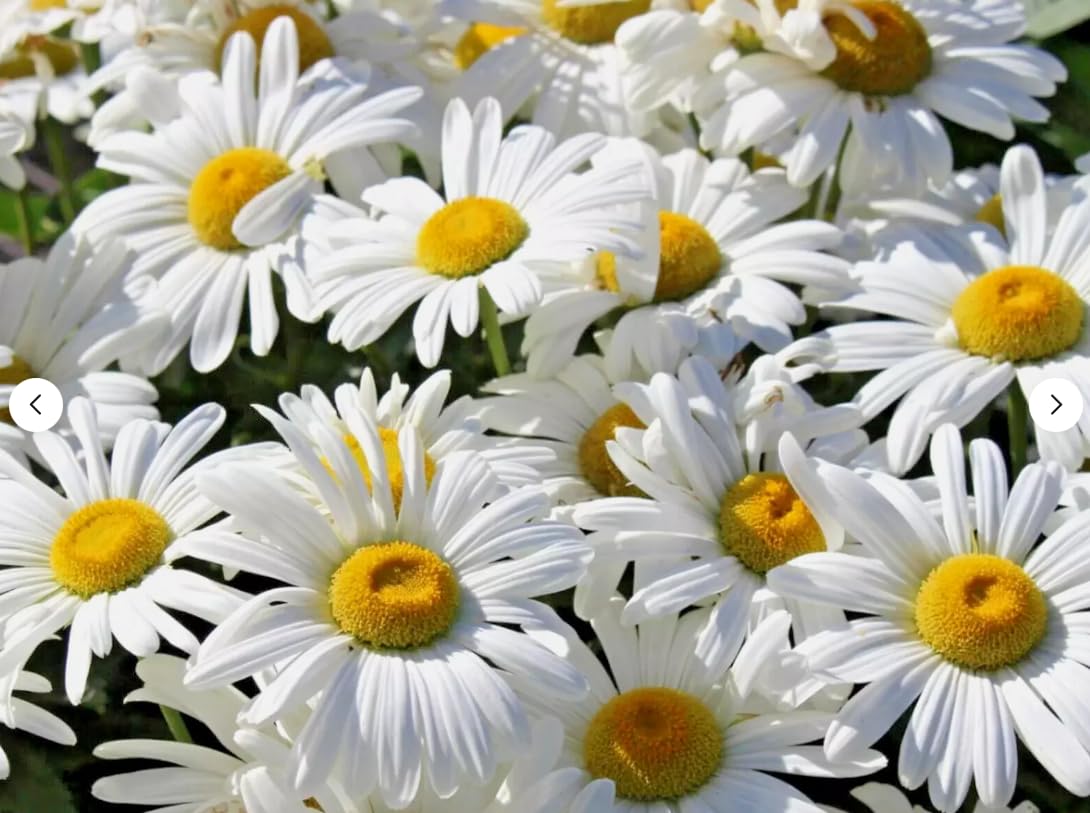 1 Pack of 475 SEEEDS Ox-Eyed Daisy Chrysanthemum White Breeze