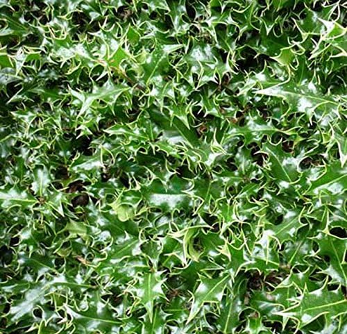 5 x Ilex Aquifolium (English Holly) 30-40cm in 9cm pot (a273)