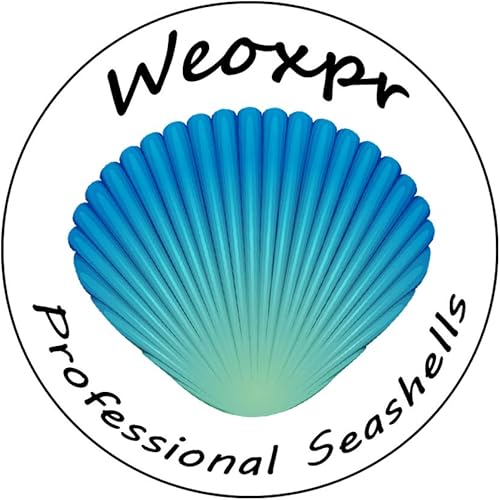 Vista 9 de 2000 pequeñas conchas marinas para manualidades, conchas marinas mixtas para decoración del hogar, fiesta temática de playa, conchas pequeñas