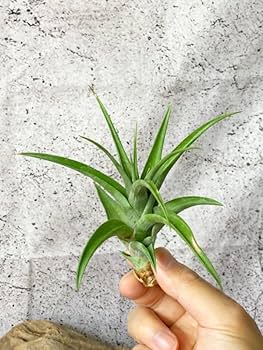 s*i様 チランジアハイブリッド 送料無料]エアプランツ（チランジア） Sサイズ アソート 20株