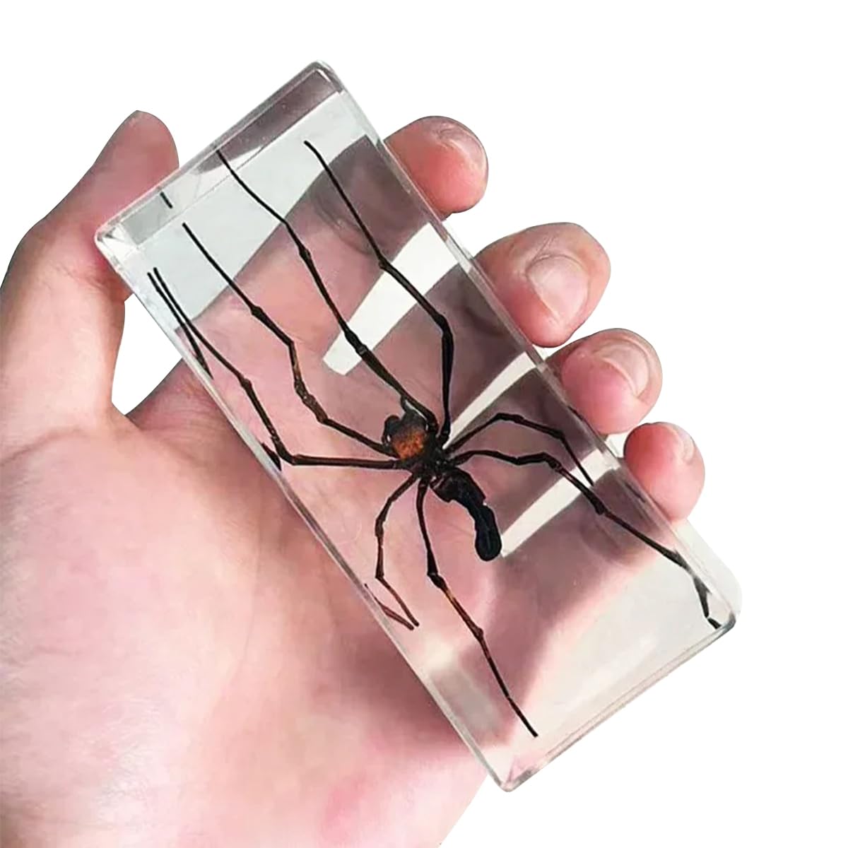 11 x 4,5 x 2,8 cm großes Insekten-Harzexemplar, Tierexemplar Einer Vogelspinne für wissenschaftliche Bildung, Briefbeschwerer, Halloween-Dekoration für den Schreibtisch