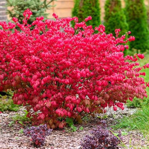 2 Dwarf Burning Bush Rooted Cuttings, 8-12\" Tall, Hardy Ornamental Shrub, Red Bush Shrub
