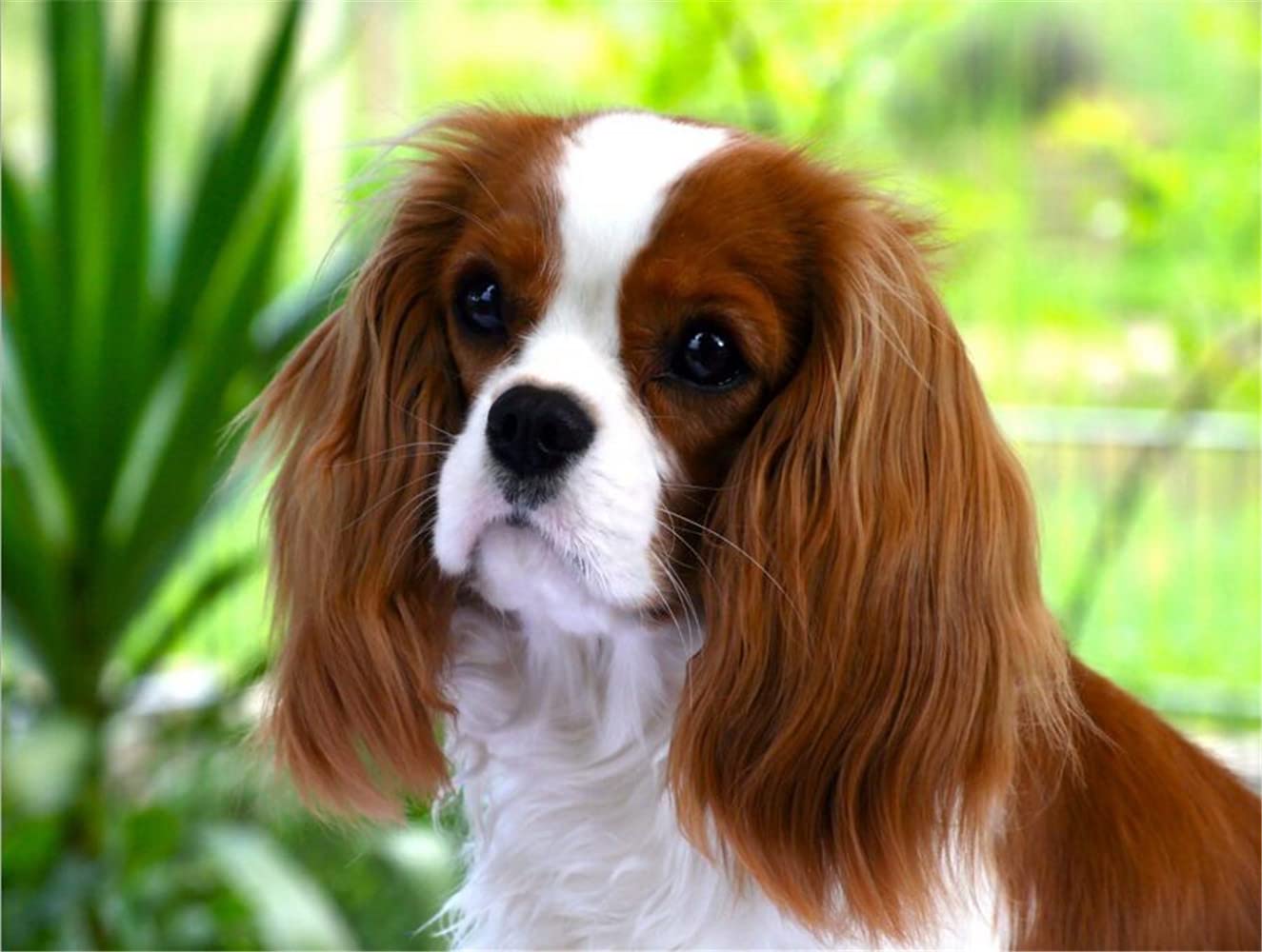 Nprzm H312 5D Diamond Art Diy Painting Cavalier King Charles Spaniel Embroidery Full Drill Rhinestones Cross Stitch Kits Mosaic Pictures Home Decor Gift 30X40cm