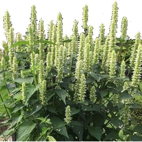 Agastache Rugosa 'Liquorice White' / Anise Hyssop/Seeds Cover