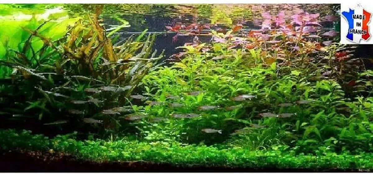 Lot plantes vivantes aquarium de 40 Plantes en 8 variétés à racines et tiges + 2 clado gratuites