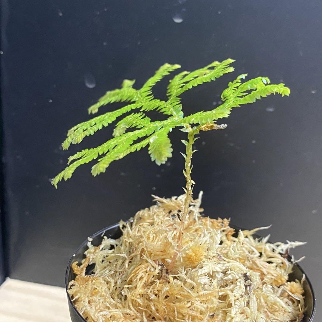 Amazon｜Selaginella siamensis セラギネラ サイアメンシス