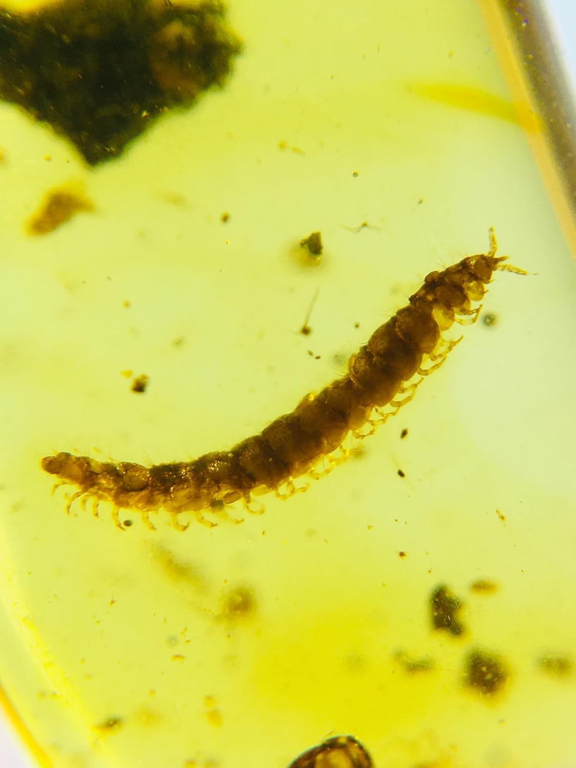 Burmese burmite Cretaceous Millipede Insect Fossil Amber Myanmar