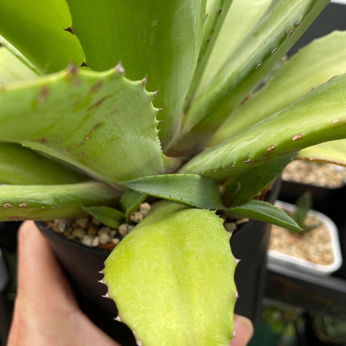 チタノタ　ルナ　LUNA s-l400.jpg