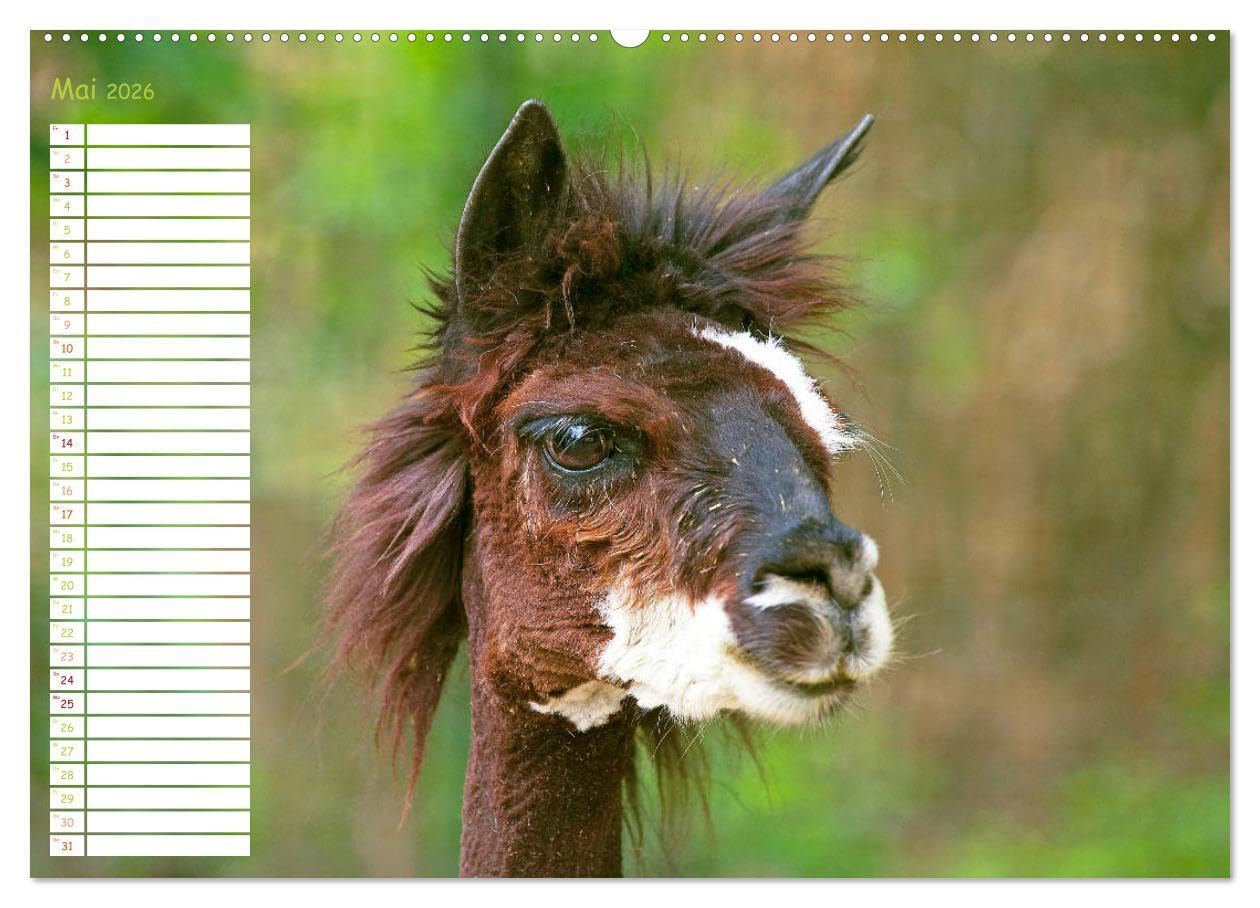 Alpakas: Wollige Kleinkamele aus Südamerika - Edition lustige Tiere (hochwertiger Premium Wandkalender 2026 DIN A2 quer), Kunstdruck in Hochglanz: ... Wuschelköpfe aus den Anden (CALVENDO Tiere)