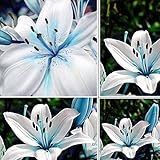 50pcs Blue Rare Lily Bulbs Seeds Planting Flower Lilium Perfume Garden Decor