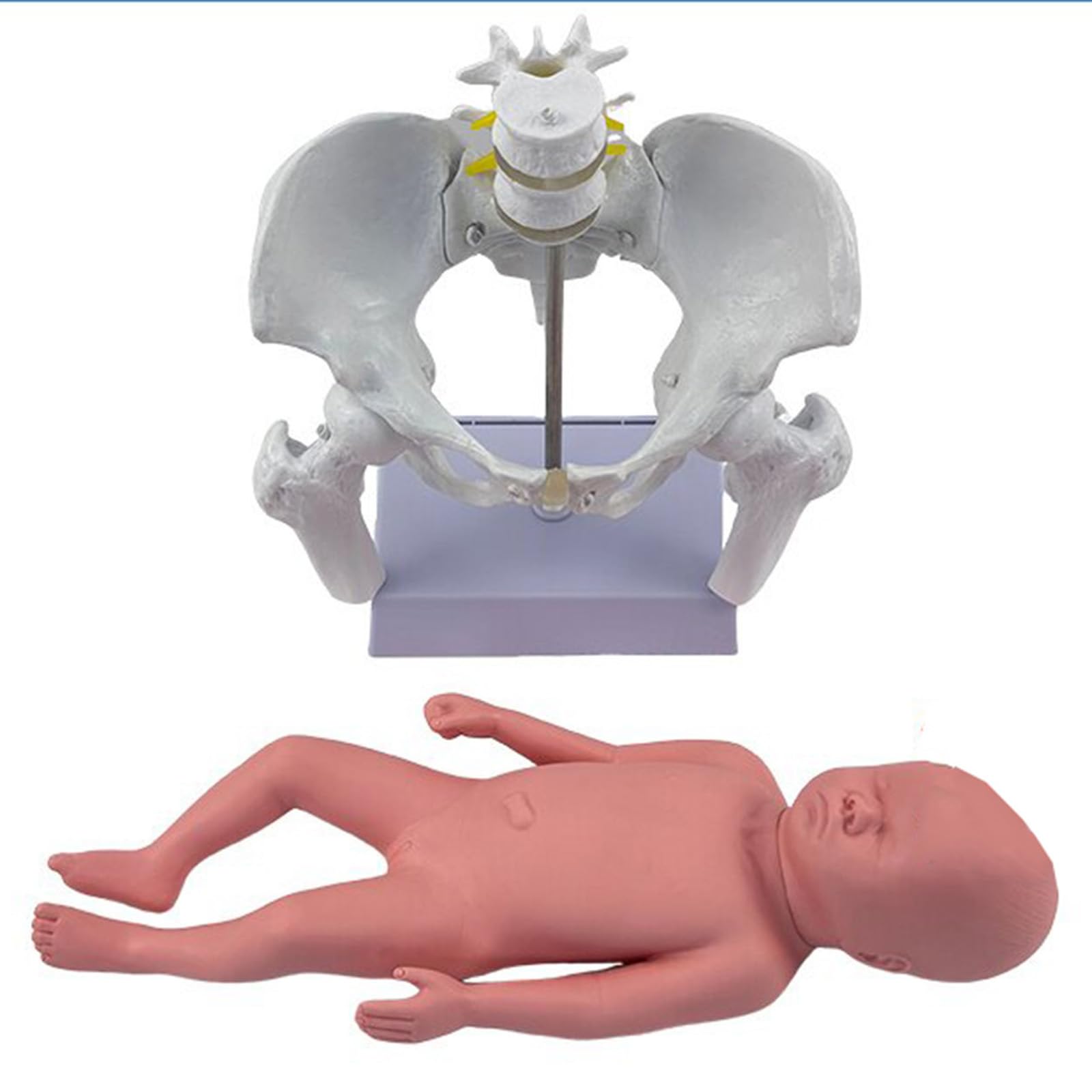 YRQMGSF Movable Female Pelvis Model Female Childbirth Model Midwifery Training Model for Obstetrics and Gynecology Pregnancy Demonstration Tool,E