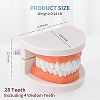 Vista 3 de Modelo de dientes estándar para adultos, modelo de dentadura de demostración de Typodont Modelo de dientes de boca Suministros dentales