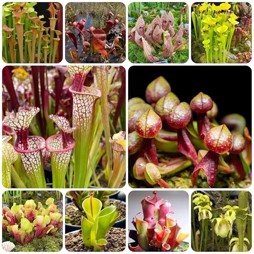 Semi di carnivora Sarracenia purpurea Mix, giardino di carnivore a tubo resistenti all'esterno, decorazioni 300pcs