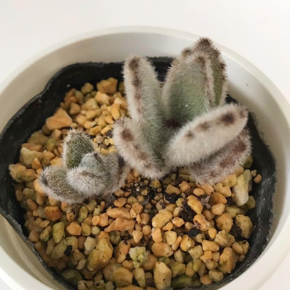 多肉植物 カランコエ　ホワイトラビット　カット苗 Amazon.co.jp: 多肉植物 ジャイアントラビット カランコエ 抜き苗