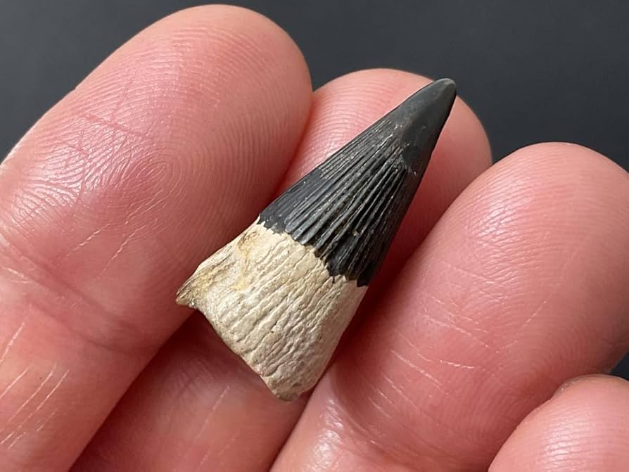 恐竜の歯 化石 [Z513] ポリプチコドン 希少 レア 恐竜の歯 化石 [Z513] ポリプチコドン 希少 レア - メルカリ