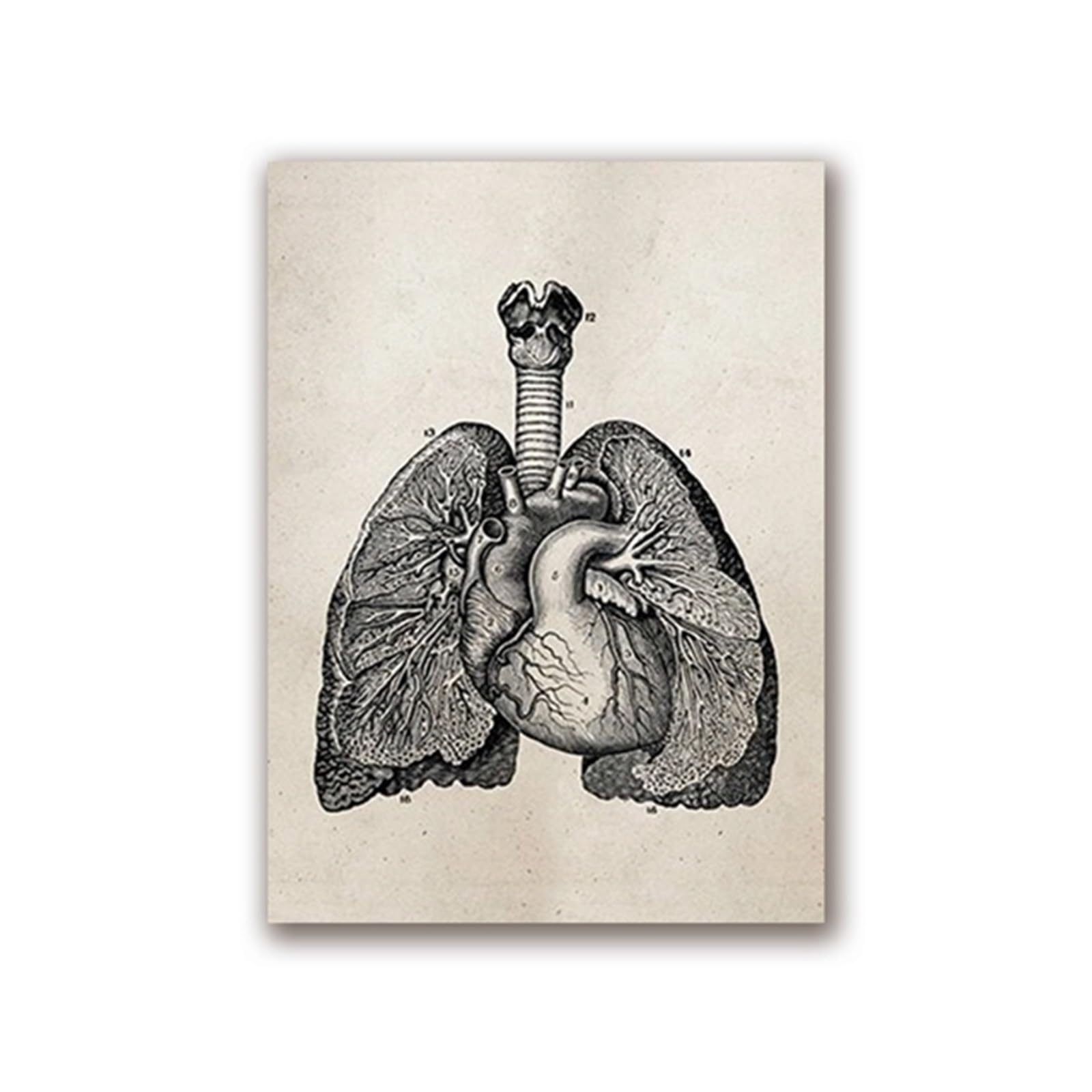 Toile d'anatomie de la tête humaine ancienne et affiche rétro de cerveau imprimée