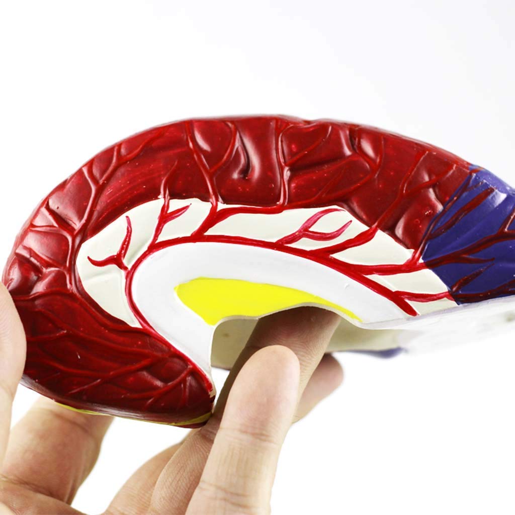 Modelo humanbrain – Modelo de anatomía estructural desmontada, para modelo de enseñanza de estudio científico, equipo de laboratorio