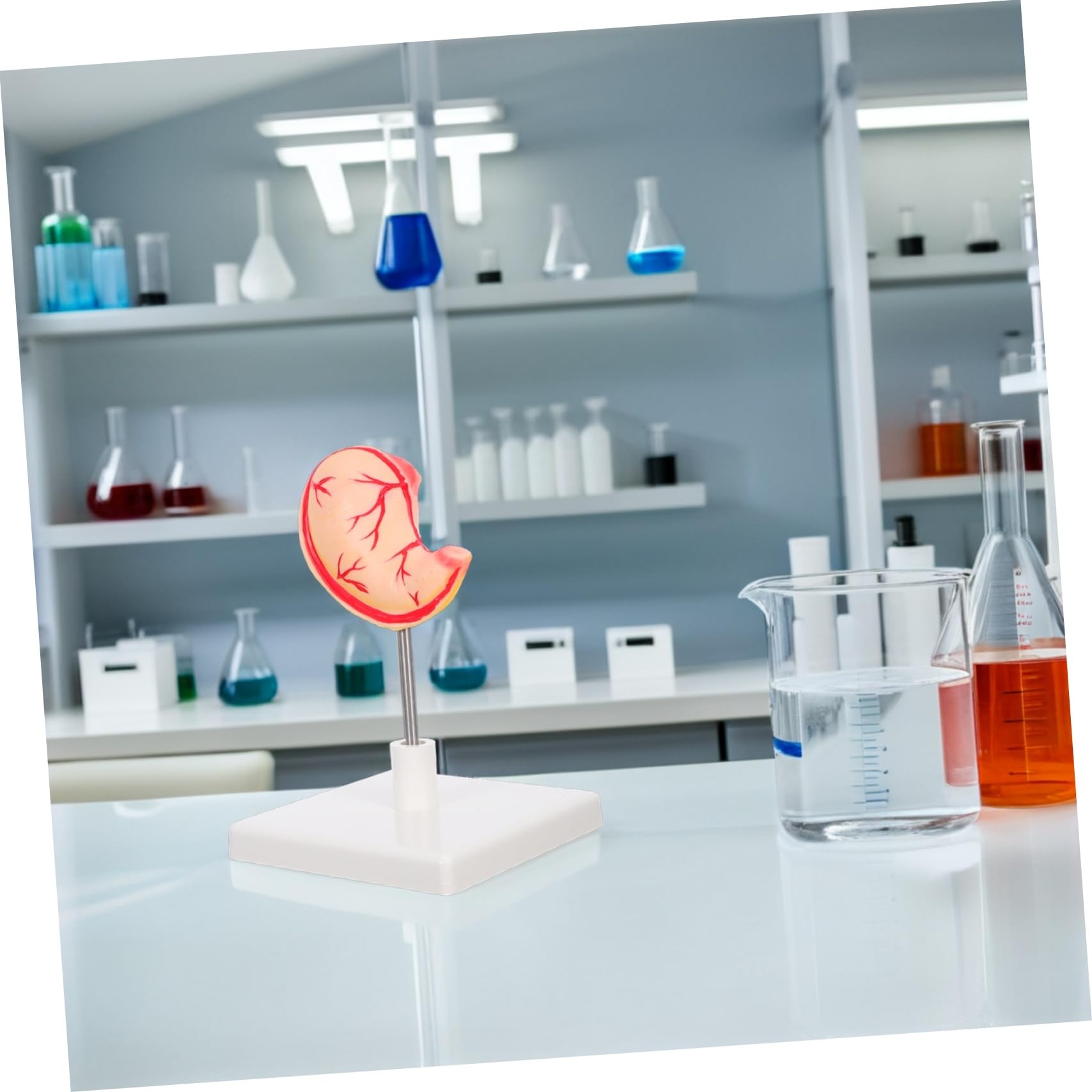 ULTECHNOVO Modello Anatomico Dello Stomaco Per Aula Strumento Didattico Realistico Per e Biologia Materiale Robusto Design Facile Da Montare